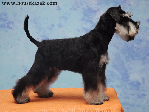 miniature schnauzer patuljasti snaucer