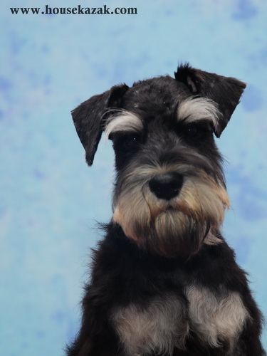 miniature schnauzer patuljasti snaucer