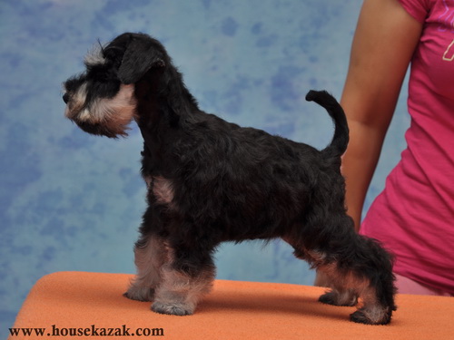 miniature schnauzer patuljasti snaucer