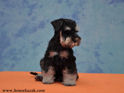 miniature schnauzer patuljasti snaucer