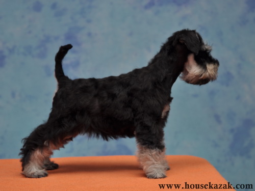miniature schnauzer patuljasti snaucer