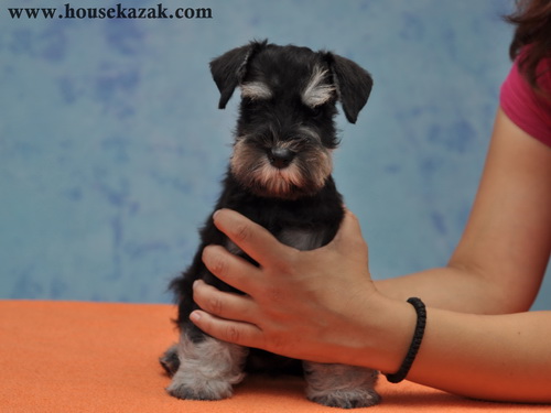 miniature schnauzer patuljasti snaucer