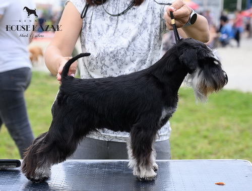 House Kazak Chani , 9 months old ( Recognition's United Action "Fedor" & Heaven and Hell Helloween ) - junior class - V1, PRM