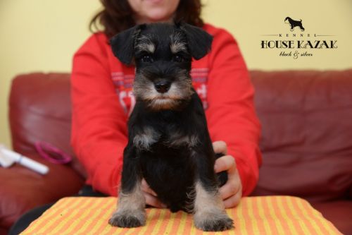 miniature schnauzer patuljasti snaucer