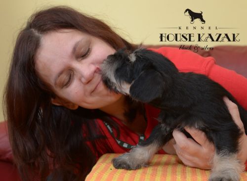 miniature schnauzer patuljasti snaucer