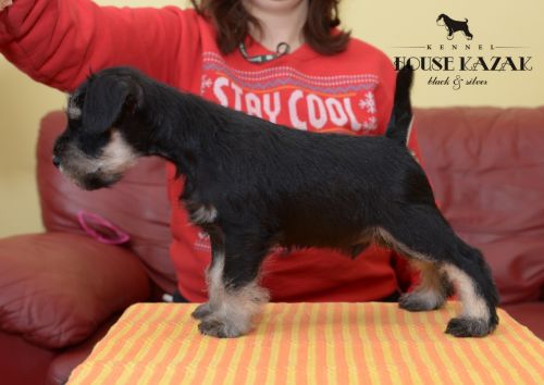 miniature schnauzer patuljasti snaucer