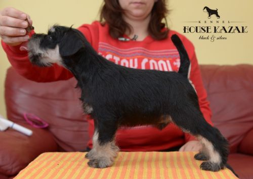 miniature schnauzer patuljasti snaucer