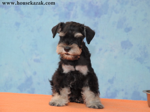 miniature schnauzer patuljasti snaucer