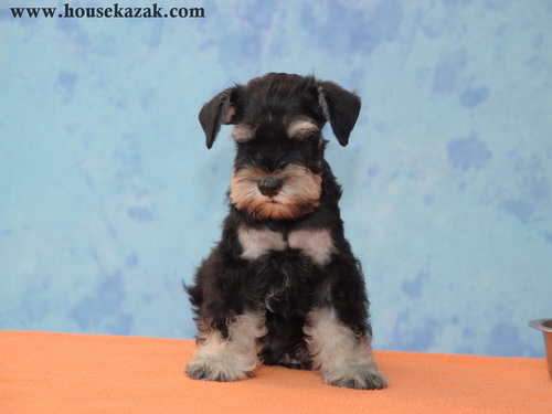 miniature schnauzer patuljasti snaucer