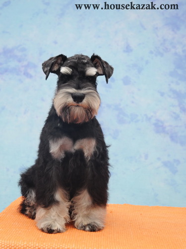miniature schnauzer patuljasti snaucer