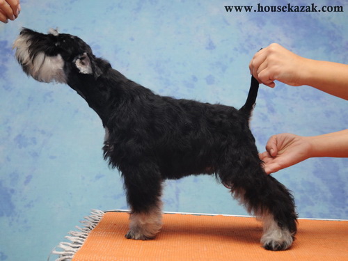 miniature schnauzer patuljasti snaucer
