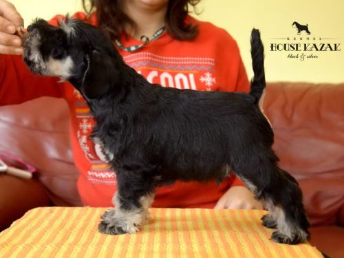 miniature schnauzer patuljasti snaucer