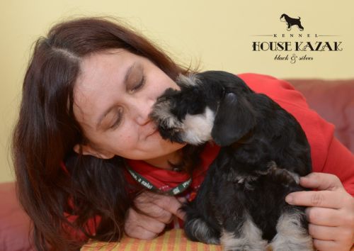miniature schnauzer patuljasti snaucer