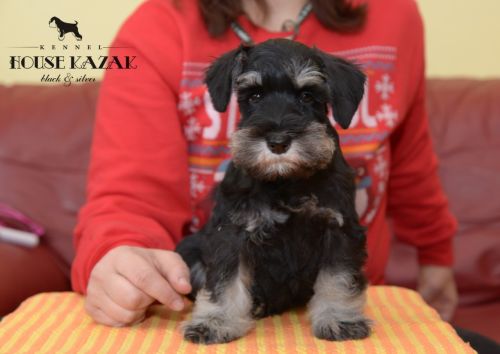 miniature schnauzer patuljasti snaucer