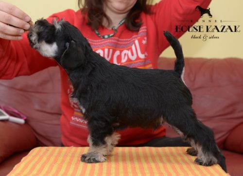 miniature schnauzer patuljasti snaucer