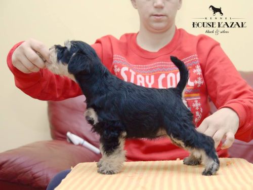 miniature schnauzer patuljasti snaucer