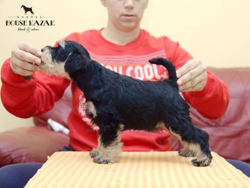 miniature schnauzer patuljasti snaucer