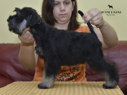 miniature schnauzer patuljasti snaucer