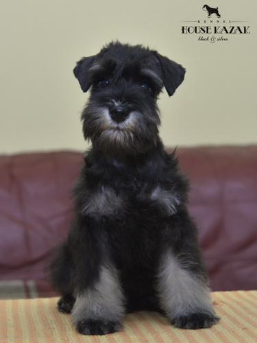miniature schnauzer patuljasti snaucer