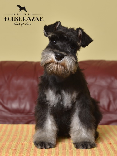 miniature schnauzer patuljasti snaucer