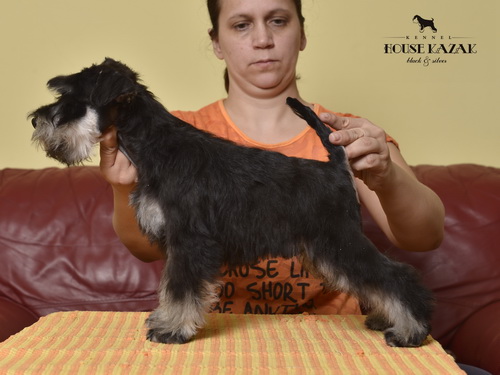 miniature schnauzer patuljasti snaucer