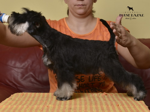 miniature schnauzer patuljasti snaucer