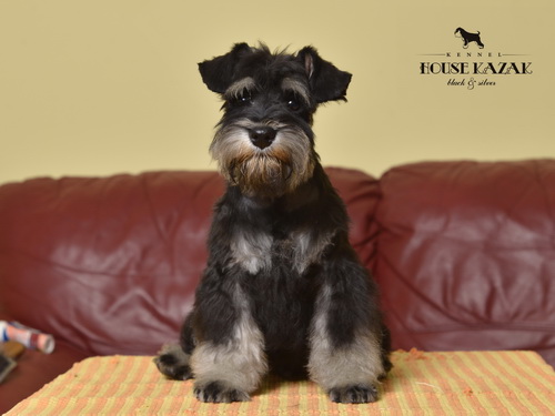 miniature schnauzer patuljasti snaucer