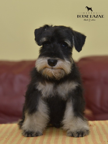 miniature schnauzer patuljasti snaucer