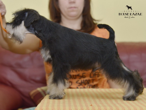miniature schnauzer patuljasti snaucer