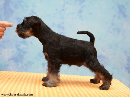 miniature schnauzer patuljasti snaucer