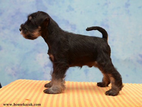 miniature schnauzer patuljasti snaucer