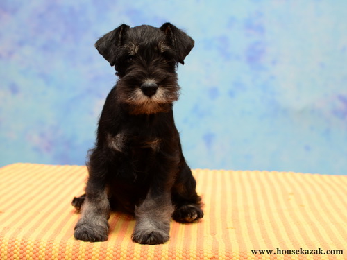 miniature schnauzer patuljasti snaucer
