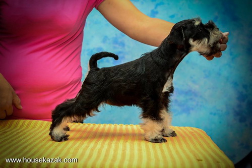miniature schnauzer patuljasti snaucer