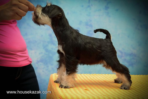 miniature schnauzer patuljasti snaucer