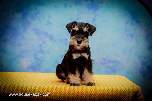 miniature schnauzer patuljasti snaucer