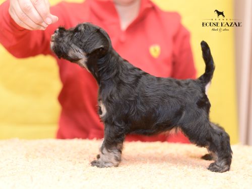 miniature schnauzer patuljasti snaucer