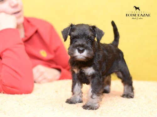 miniature schnauzer patuljasti snaucer