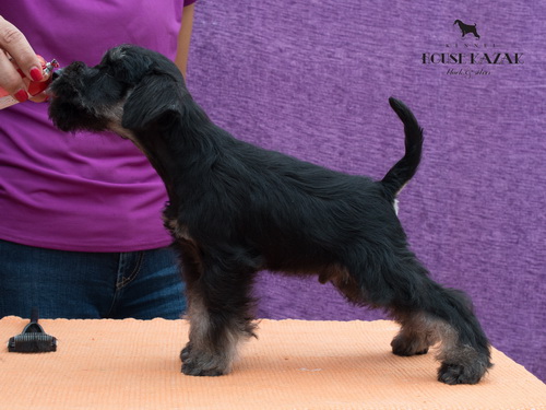 miniature schnauzer patuljasti snaucer