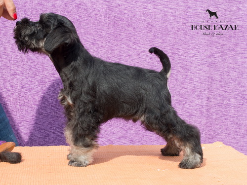 miniature schnauzer patuljasti snaucer