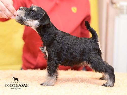 miniature schnauzer patuljasti snaucer