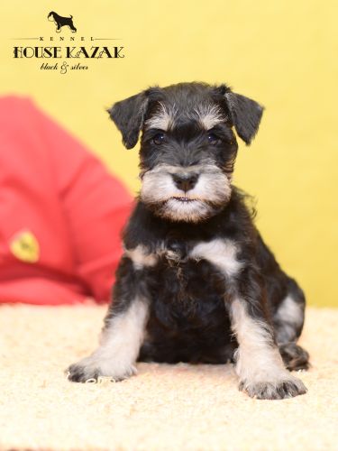 miniature schnauzer patuljasti snaucer