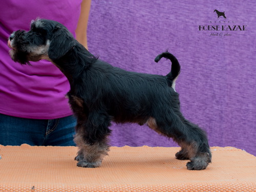 miniature schnauzer patuljasti snaucer