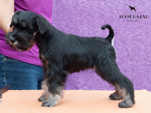 miniature schnauzer patuljasti snaucer