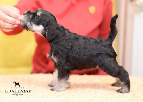 miniature schnauzer patuljasti snaucer