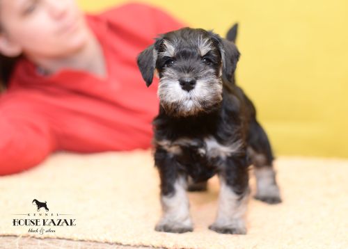 miniature schnauzer patuljasti snaucer