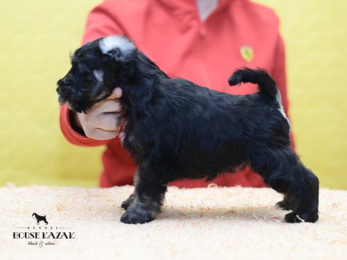 miniature schnauzer patuljasti snaucer
