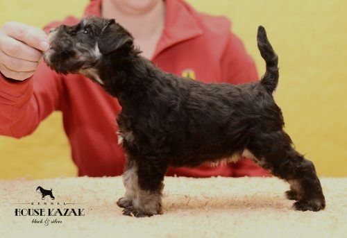 miniature schnauzer patuljasti snaucer