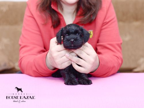 miniature schnauzer patuljasti snaucer
