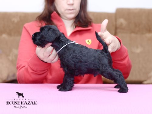 miniature schnauzer patuljasti snaucer