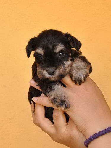 miniature schnauzer patuljasti snaucer